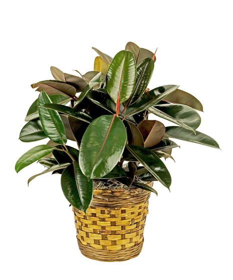 Choose the rubber tree for a nice presentation as a gift. 