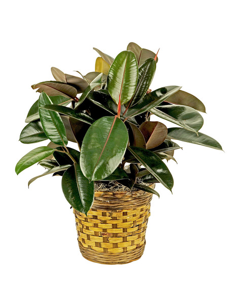 Choose the rubber tree for a nice presentation as a gift. 