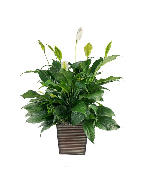 peace lily in basket with burlap bow