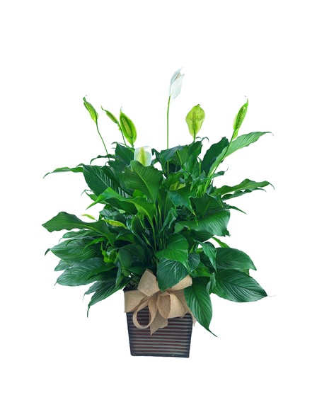 Peace Lily in Tin