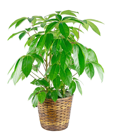 Schefflera Plant