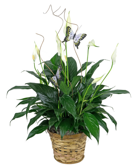 Peace Lily with Butterflies