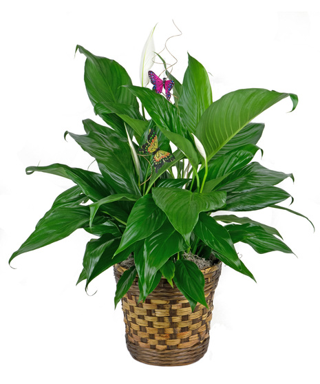 Brighten any occasion with the arrival of this pretty houseplant. 