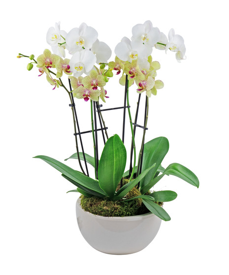 This lush tropical orchid planter will delight them.