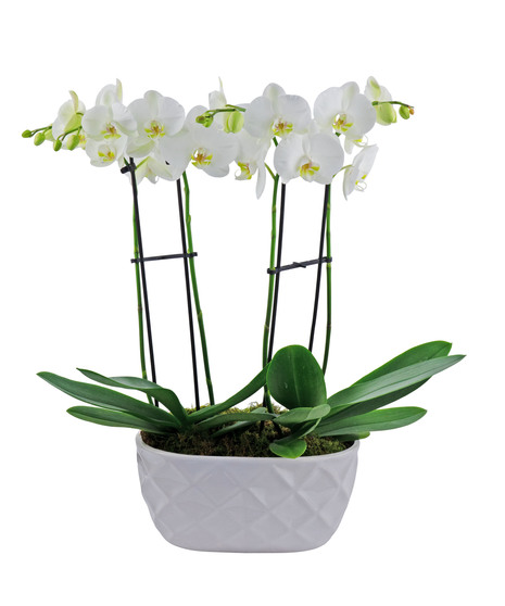 Orchid Garden