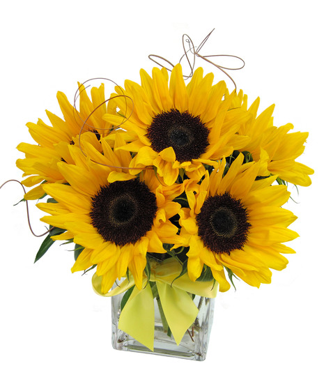 Sunflower Cube