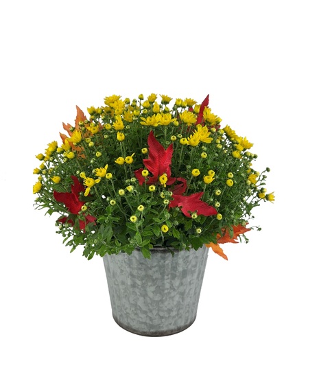 Mum in Galvanized Tin - Deluxe
