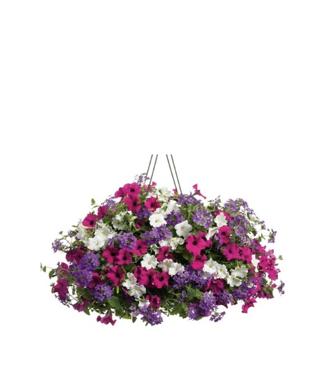 Blooming Plants