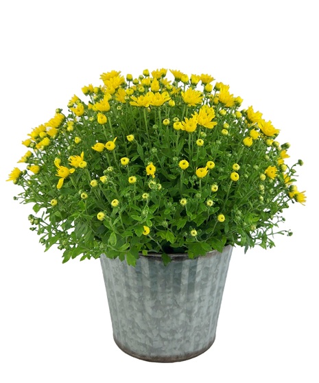 Mum in Galvanized Tin