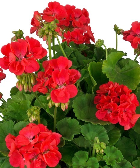 A large , colorful geranium will bring enjoyment throughout the season.