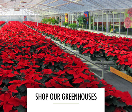 Shop Our Greenhouses